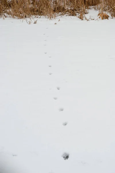 Ίχνη στο χιόνι λευκό — Φωτογραφία Αρχείου