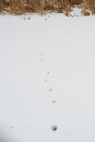 Footprints on the white snow