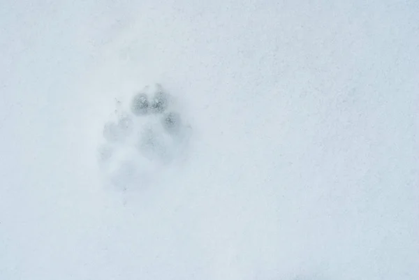 在洁白的雪地上的脚印 — 图库照片