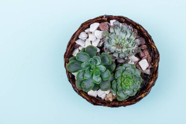 Çiçek hipster desen 