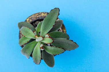 Çiçek hipster desen