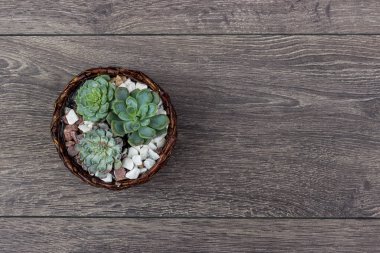 Çiçek hipster desen