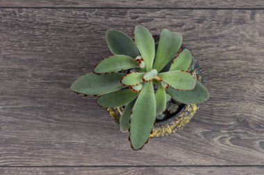 Çiçek hipster desen