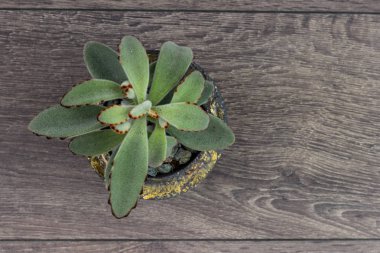 Çiçek hipster desen