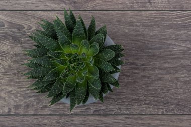 Çiçek hipster desen