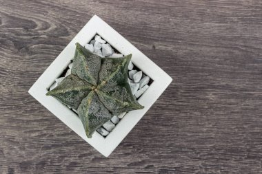 Çiçek hipster desen