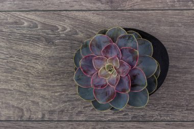 Çiçek hipster desen