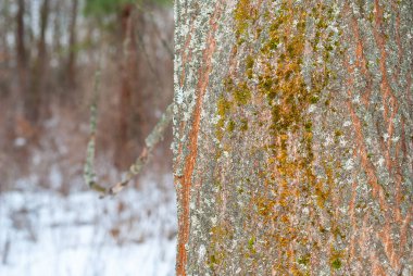 Gri ağaç liken gürgen kabuk üzerinde. Gri liken kontür tarafından kurulan desen. doku closeup doğal arka plan.
