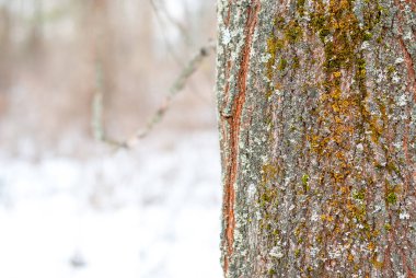Gri ağaç liken gürgen kabuk üzerinde. Gri liken kontür tarafından kurulan desen. doku closeup doğal arka plan.
