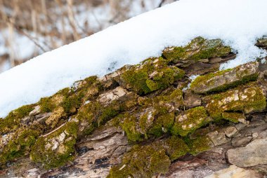 Bazı yeşil yosun ayrıntı görünümü üzerinde bir ağaç kabuğu