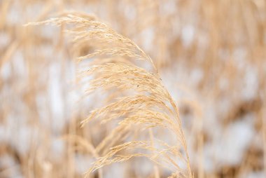 Nehri yanındaki altın kamış