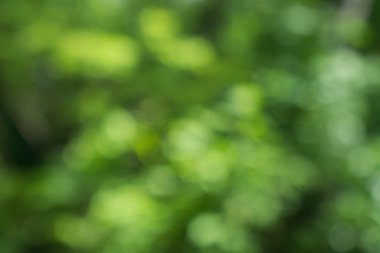 Doğal Bokeh, bulanık bokeh.