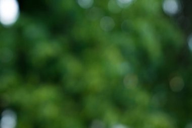 Doğal Bokeh, bulanık bokeh. bir yaz parkta yeşil yaprakları