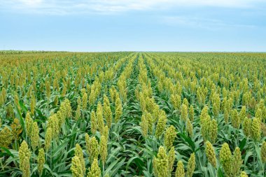 Güneş ışığında Sorghum alanının seçici yumuşak odağı