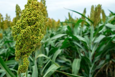 Güneş ışığında Sorghum alanının seçici yumuşak odağı