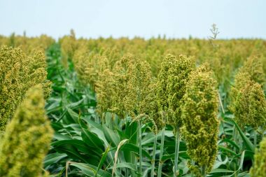 Güneş ışığında Sorghum alanının seçici yumuşak odağı