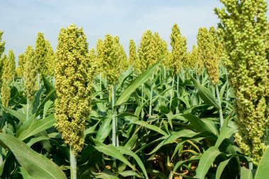 Güneş ışığında Sorghum alanının seçici yumuşak odağı