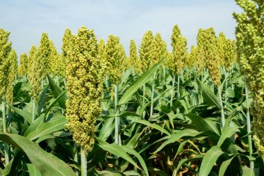 Güneş ışığında Sorghum alanının seçici yumuşak odağı