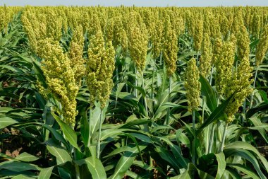 Güneş ışığında Sorghum alanının seçici yumuşak odağı