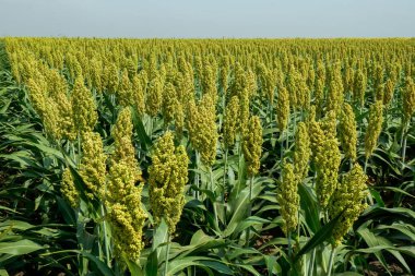 Güneş ışığında Sorghum alanının seçici yumuşak odağı