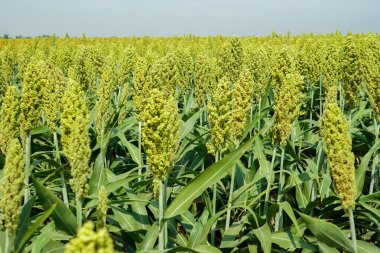 Güneş ışığında Sorghum alanının seçici yumuşak odağı