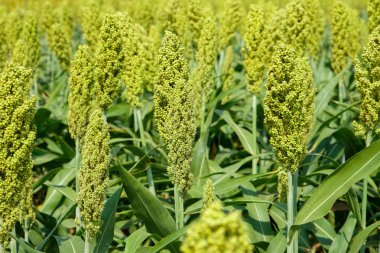 Güneş ışığında Sorghum alanının seçici yumuşak odağı