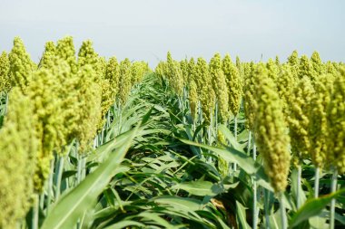 Güneş ışığında Sorghum alanının seçici yumuşak odağı