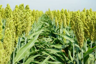 Güneş ışığında Sorghum alanının seçici yumuşak odağı