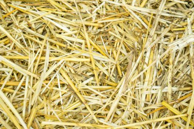 Kuru sarı saman arka plan dokusu