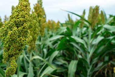 Güneş ışığında Sorghum alanının seçici yumuşak odağı