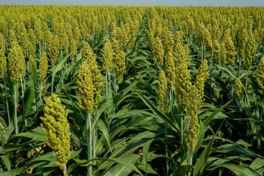 Güneş ışığında Sorghum alanının seçici yumuşak odağı