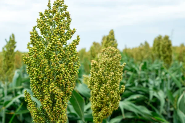 Güneş ışığında Sorghum alanının seçici yumuşak odağı