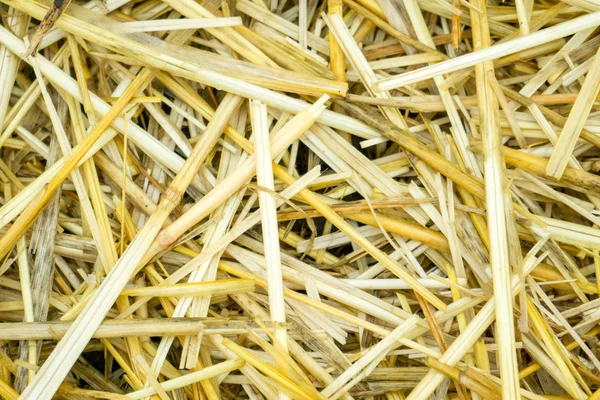 Dry yellow straw grass background texture after havest — Stock Photo, Image