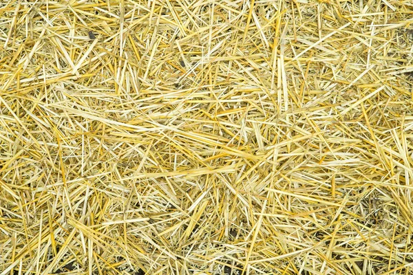 Trockene gelbe Strohgras Hintergrund Textur nach der Ernte — Stockfoto