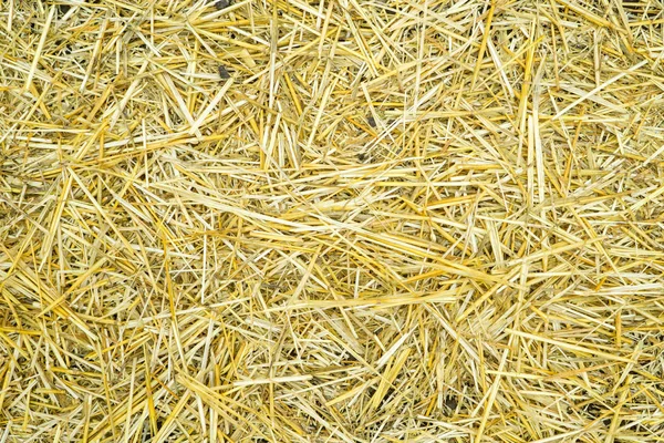 Dry yellow straw grass background texture after havest — Stock Photo, Image