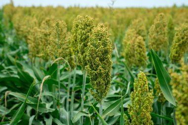 Güneş ışığında Sorghum alanının seçici yumuşak odağı