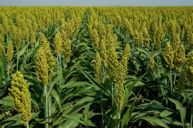 Güneş ışığında Sorghum alanının seçici yumuşak odağı
