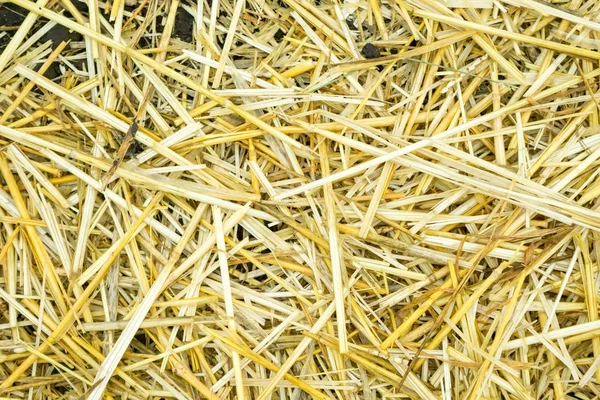 收获后的干黄色稻草背景纹理 — 图库照片