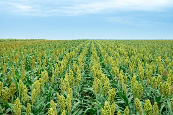 Güneş ışığında Sorghum alanının seçici yumuşak odağı