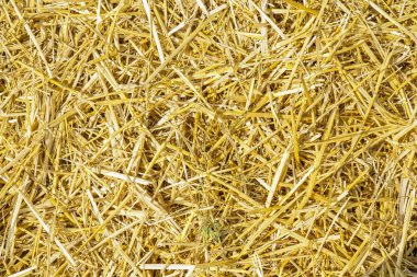 Kuru sarı saman arka plan dokusu