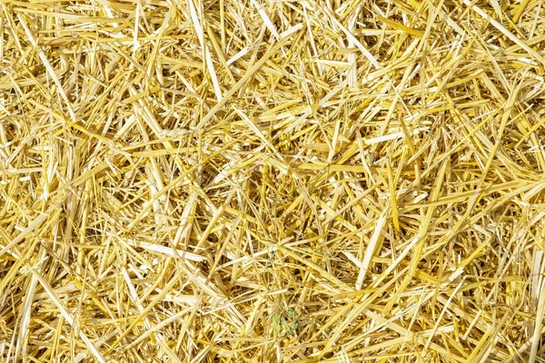 Trockene gelbe Strohgras Hintergrund Textur nach der Ernte — Stockfoto
