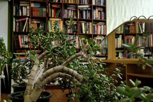 Libros en estantes de madera. libros viejos y nuevos en estantes de madera —  Fotos de Stock