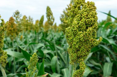 Güneş ışığında Sorghum alanının seçici yumuşak odağı.