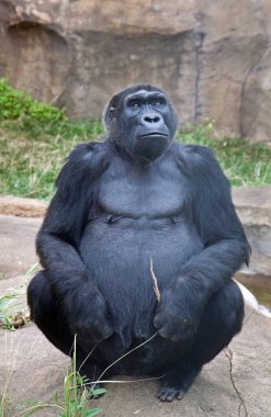 Hayvanat bahçesinde erkek goril