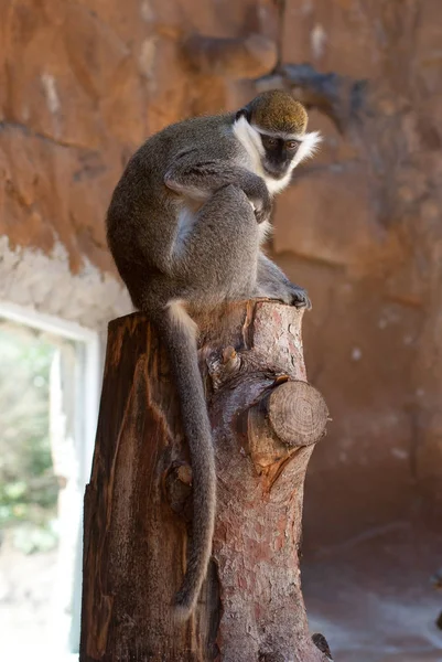 Yeşil bir ağaç kütüğü üzerinde oturan maymun