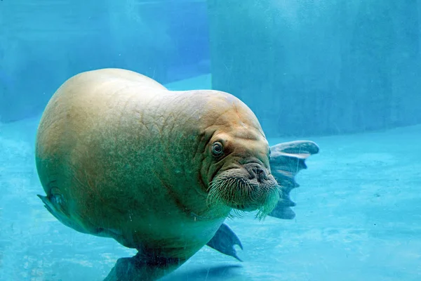 A walrus at the zoo — Stock Photo, Image
