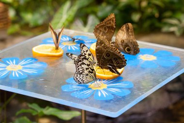 Kelebekler bir portakal nektarı iç.