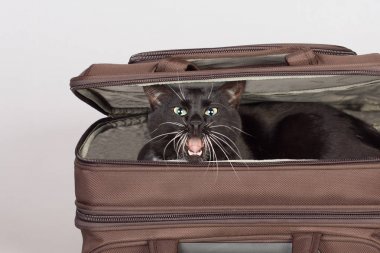 Bir bavulun içinde oturan kötü siyah kedi.