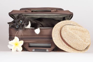 Güzel siyah kedi çantada. Seyahat için istekli.