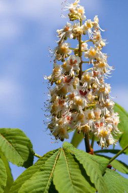 çiçek kestane ağacı